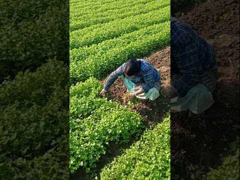 Early Chilly Morning Coriander Harvest (ধনেপাতা / धनिया) by Woman Farmer #shorts