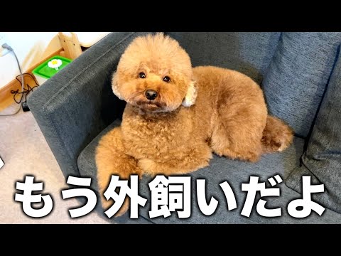絶対外飼いの方が幸せなトイプードル