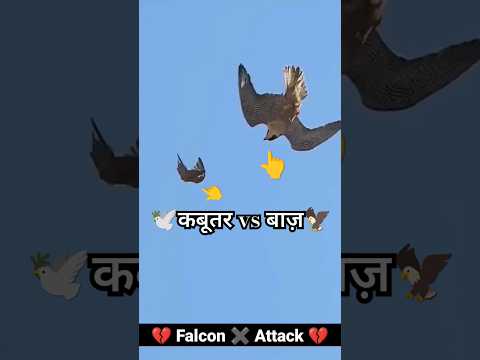 kabuter 🆚 baaj की लड़ाई देखो😭#ytshorts #newsong #pigeon
