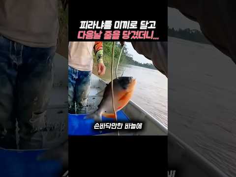 아마존 강에 피라냐 미끼 던져 놓고, 다음 날 줄을 당겼더니...