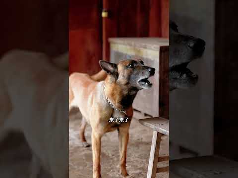 🐶狗狗：「不好了，媽媽暈倒了！」♥️✨