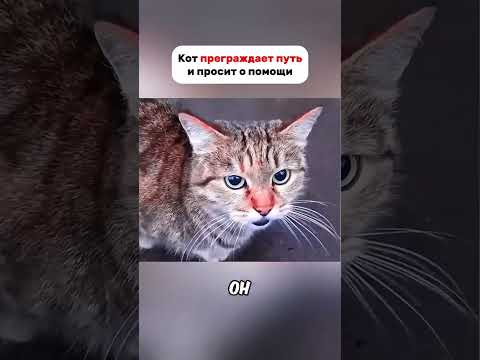 Кот преградил путь и просит о помощи 🥺 #хочуврек #кот #кошка #shorts