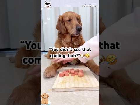“You didn’t see that coming, huh?”🐶