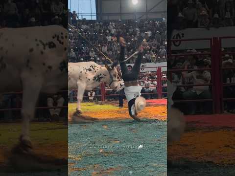 Como un verdadero acróbata se bajo ?