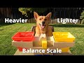 Balance Scale Experiments and Outcomes