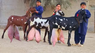 دودھ دینے والی بہترین بکریاں صرف ہمارے فارم بسم الله گوٹ فارم پر رابطہ کریں 