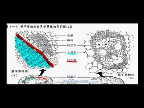 國一生物_莖的維管束比較【莫斯利國中自然科學】【國中生物】 - YouTube