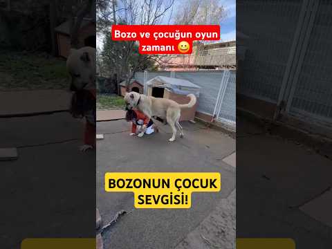BOZONUN ÇOCUK SEVGİSİ ÇOK GÜZEL ŞİMDİ OYUN ZAMANI! #shorts #dog #short #kangal