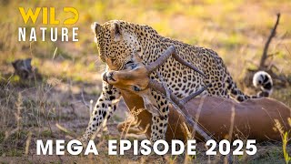 🔴 Wild Animals | WILD SAVANNAH - Survival of the Lone Hunter | Wild Nature
