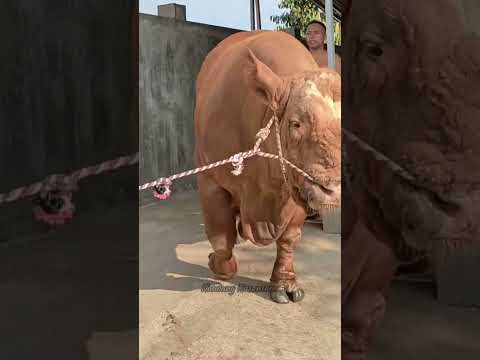 #buqaboqish#simmental#angus#bull#qoyboqish#sigirboqish#mollar#türkiye#kirgizistan#andijon#andijon