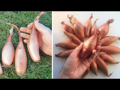 Лук шалот банановый гигант. Лук шалот банановый гигант. Шалот банановый гигант золотистый. Лук шалот банановый гигант золотистый. Лук шалот сорт банановый гигант.