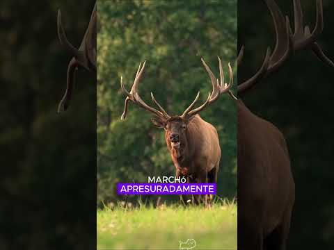 Rescue the elk#youtubeshorts #animals