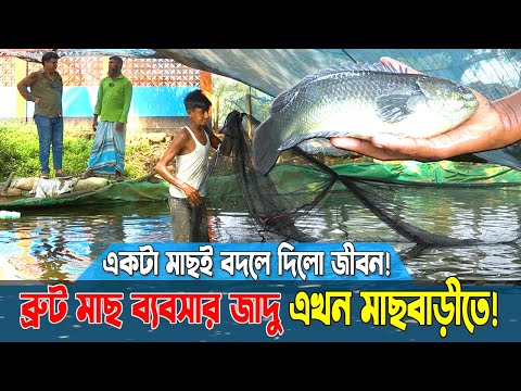 সহজ পদ্ধতিতে ভিয়েতনামি কই ও শিং মাছের ব্রুট চাষ। রুবেল ভাইয়ের ব্রুট মাছের জাদু!Brute Fish Farming BD