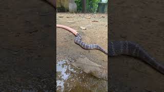 ठंडे में ज***** साँप कहाँ छुप जाते हैं#youtubeshorts #shortsvideo #trending