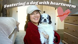 Meet Our Foster Pup *going through heartworm treatment