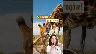 Na głowie żyrafy nie ma rogów! 🦒 #żyrafa #ciekawostki