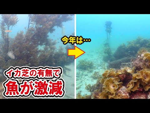 イカの産卵床を入れなかった結果、漁礁の生き物が激減しました【漁礁造り】