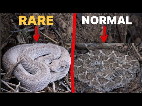 I Found a VERY Rare Rattlesnake! Epic Rattlesnake Hunt!