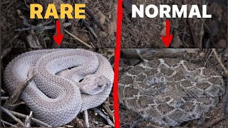 I Found a VERY Rare Rattlesnake! Epic Rattlesnake Hunt!