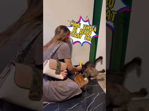 Mami vinsca di serbu kucing jalanan kasian kelaparan 😭 #cat #shorts