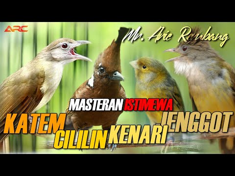 KATEM - CILILIN - JENGGOT - KENARI | KOMBINASI MASTERAN KASAR - KASAR | AUDIO JERNIH