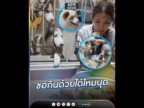 หอมหมูกระทะ ขอกินด้วยได้ไหมนุด | ข่าวนี้ต้องเล่า | สำนักข่าววันนิวส์