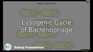 Lysogenic Cycle of Bacteriophage