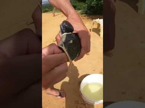 SE NÃO FILMO NEM TERIA CORAGEM DE CONTAR.Pirarara engole pirarucu inteiro,#shorts