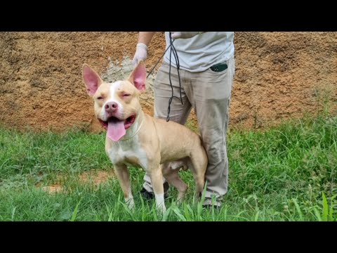 Lindo Pitbull para adoção / Cães Brasil