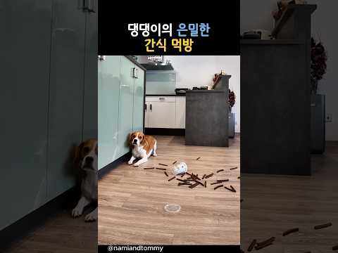 댕댕이의 은밀한 간식 먹방 #동물 #강아지