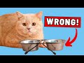 Cat Nutrition and Feeding Practices