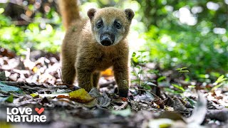 Adventures With Baby Coati | New Kids In The Wild 204+205