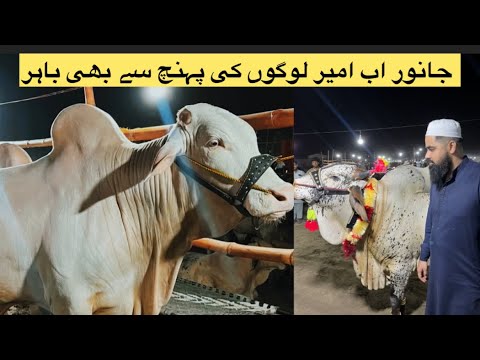 Lahore Biggest Cow Mandi 2025 | Lahore Ky Sb Sy Baray Janwar | 2025 Qurbani | How Much Price Of Cow