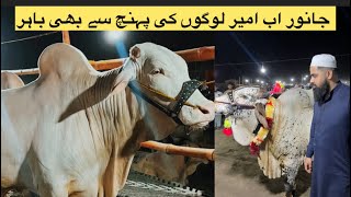 Lahore Biggest Cow Mandi 2025 | Lahore Ky Sb Sy Baray Janwar