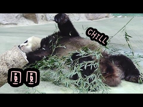 圓圓躺吃好放鬆，圓圓躺平好可愛|熊貓貓熊The Giant Panda Yuan Yuan and Yuan Bao|台北市立動物園