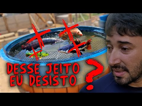 MEUS PEIXES MONSTROS NÃO PARAM DE M0RR3R!