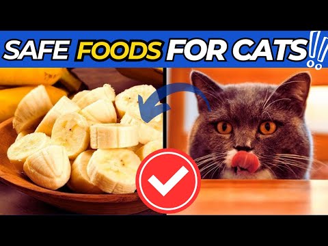 5 Surprising Human Foods That Can Boost Your Cat’s Health! (Vet-Approved Tips 😻)