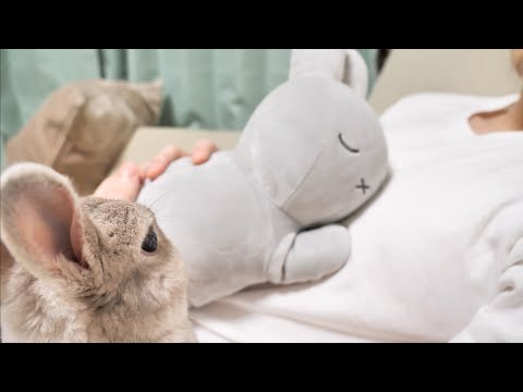 メンヘラうさぎさんの目の前で他のうさぎさんを抱っこした結果・・・