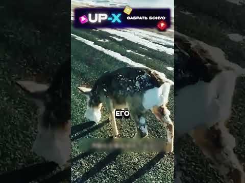 Помощь застывшему оленю?!😱