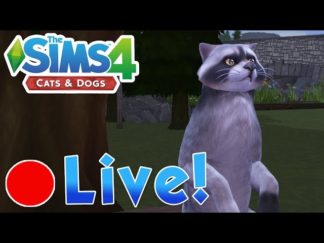 Sims 4: Cats & Dogs • The Rascal Raccoon Gang's Thieving Ways!  • Finished Livestream