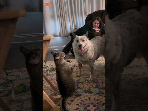 Funny dogs behavior 😂😂🐶#fyp #usa #longervideos #cats #fypage