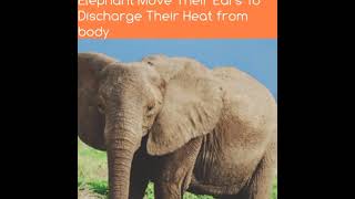 #shorts Amazing Facts About Elephant#shorts#animalfacts#amazinganimalfacts#elephant