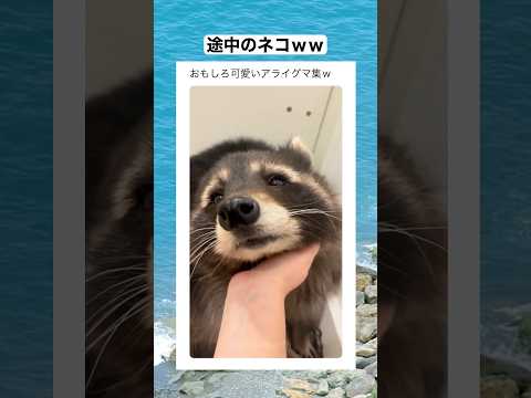 知れば知るほど愛嬌あってかわいいｗｗｗ　#shorts #動物 #おすすめ