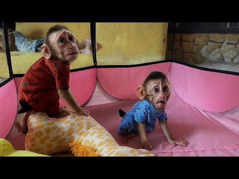 Cute reaction Couple Baby Monkey Loan & Money Day 4 at Big D house
