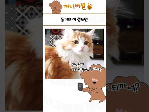 심쿵사 가능한 귀여운 동물 모음 57탄
