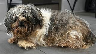 Animal Control Ordered This Dog to Be Groomed...