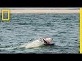 Great White Shark Photography in Cape Cod