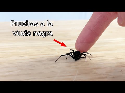 ¿La Viuda Negra te puede matar?