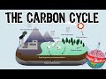 Exploring the Carbon Cycle Processes