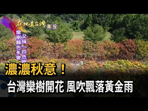 2022.10.16【在地真台灣】濃濃秋意！　台灣欒樹開花　風吹飄落黃金雨 - YouTube